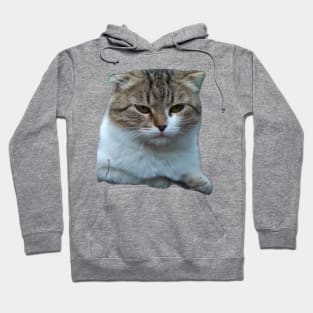 Cats Hoodie